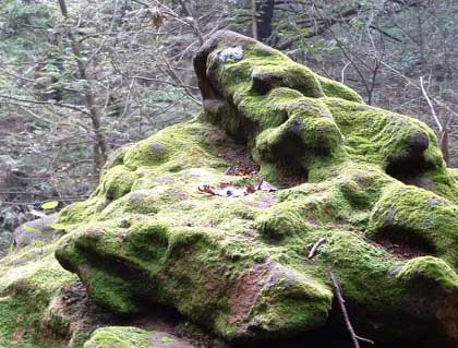 photo of a rock covered in moss