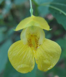 Close up photo of Yellow Flower