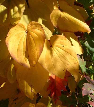 photo of yellow leaves