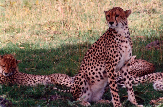 photo of cheetahs