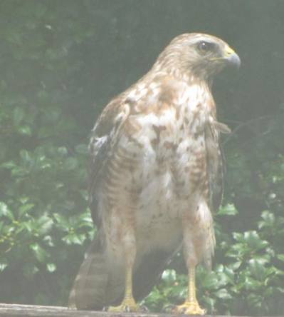 photo of Red shouldered hawk