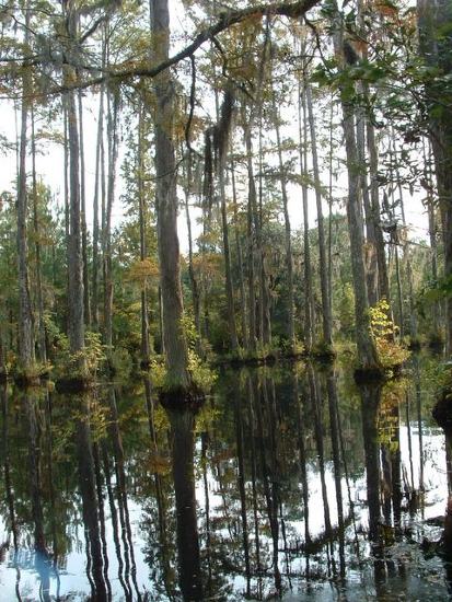 photo of cypress trees in swamp in South Carolina