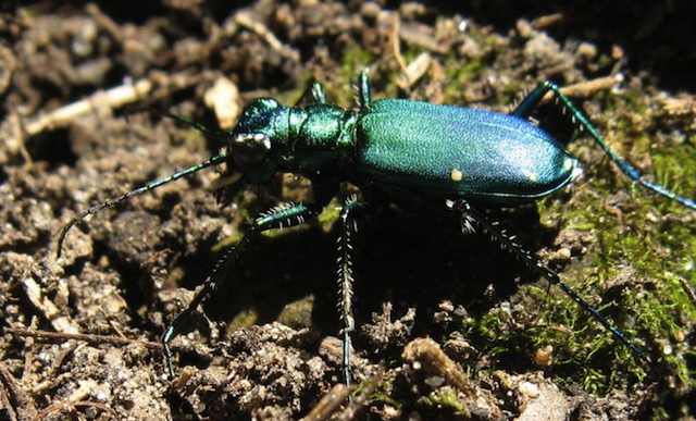 photo of an iridescent green beetle