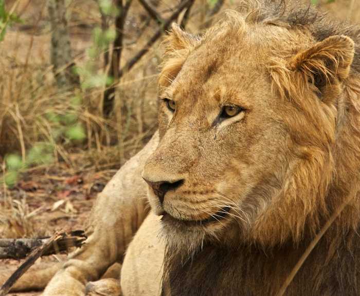 photo of a male lion