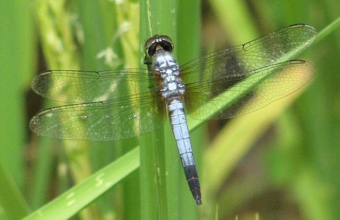 photo of a blue dragonfly with wings spread on rice plant