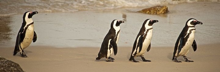 photo of 4 penguins marching on a beach in South Africa