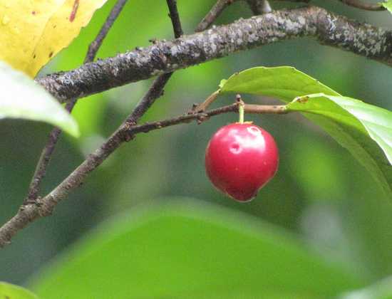photo of a red berry and leaves