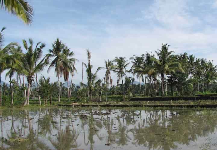 photo of rice field with palm trees in the background, Ubud, Bali, Indonesia