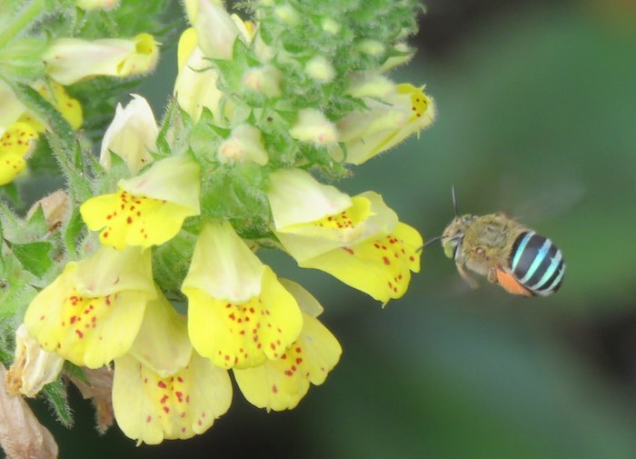 bee with blue stripes hovering next to yellow flowers