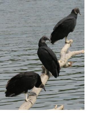 3 Vultures on the Potomac River