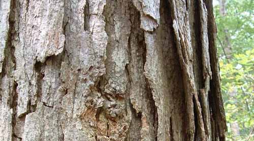 Tree bark, Mason Neck State Park, Virginia